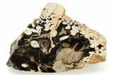 Petrified Peanut Wood Section - Australia #257020-1